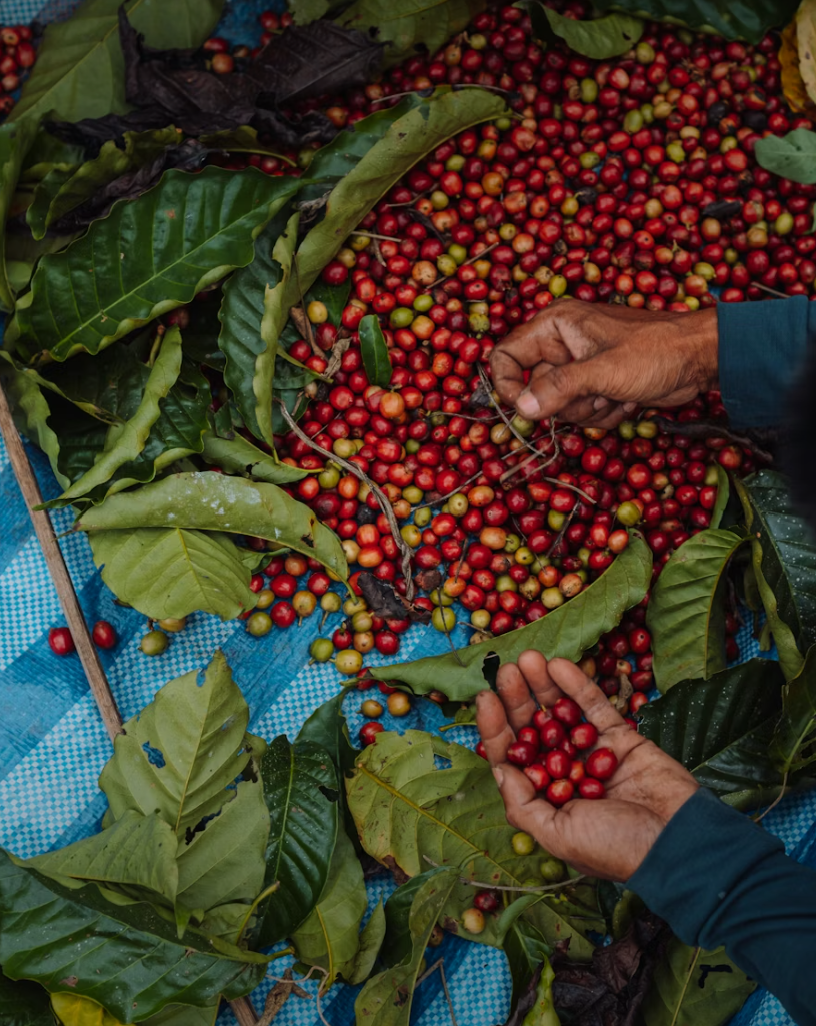 The Harvest