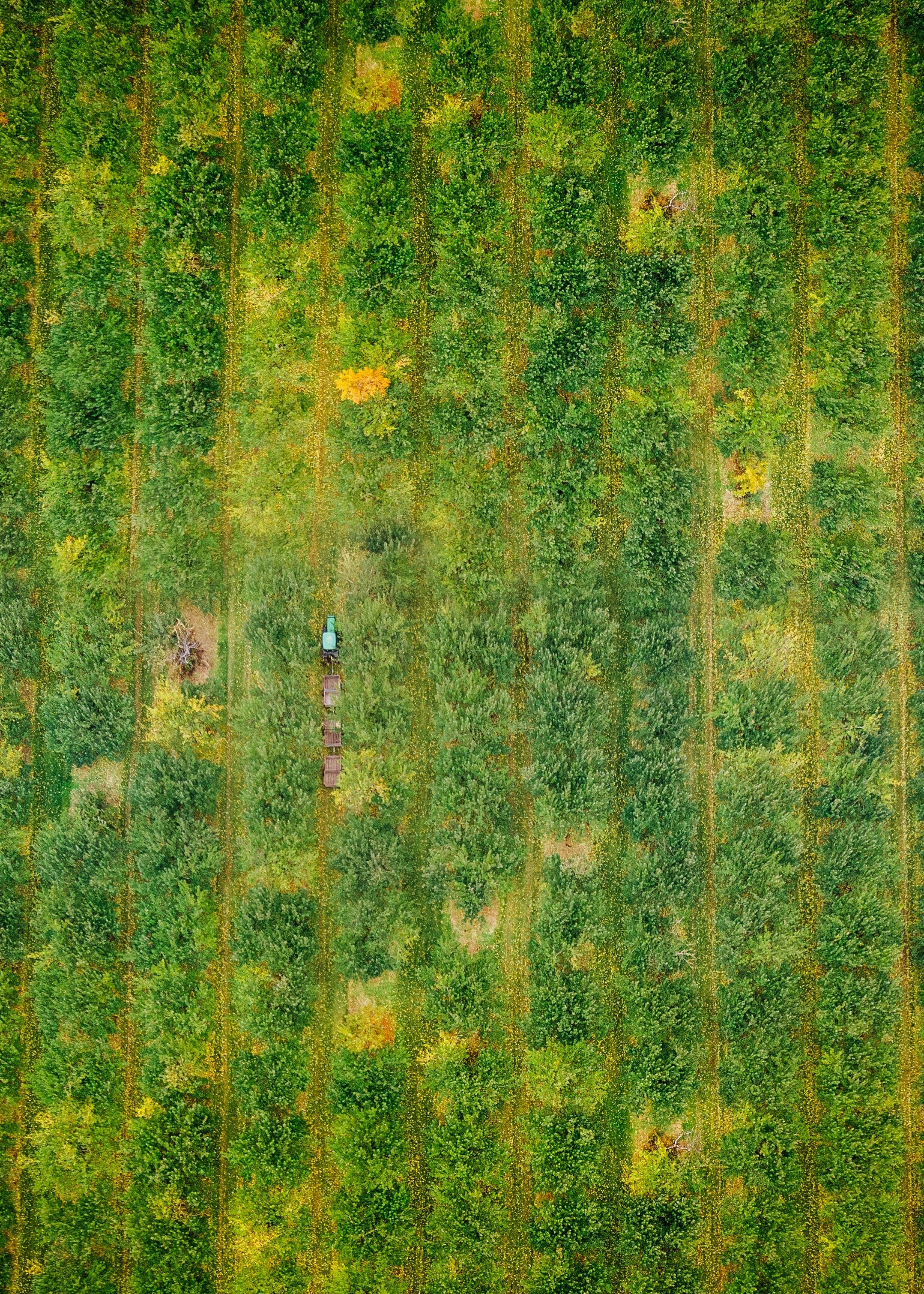 THE SOIL